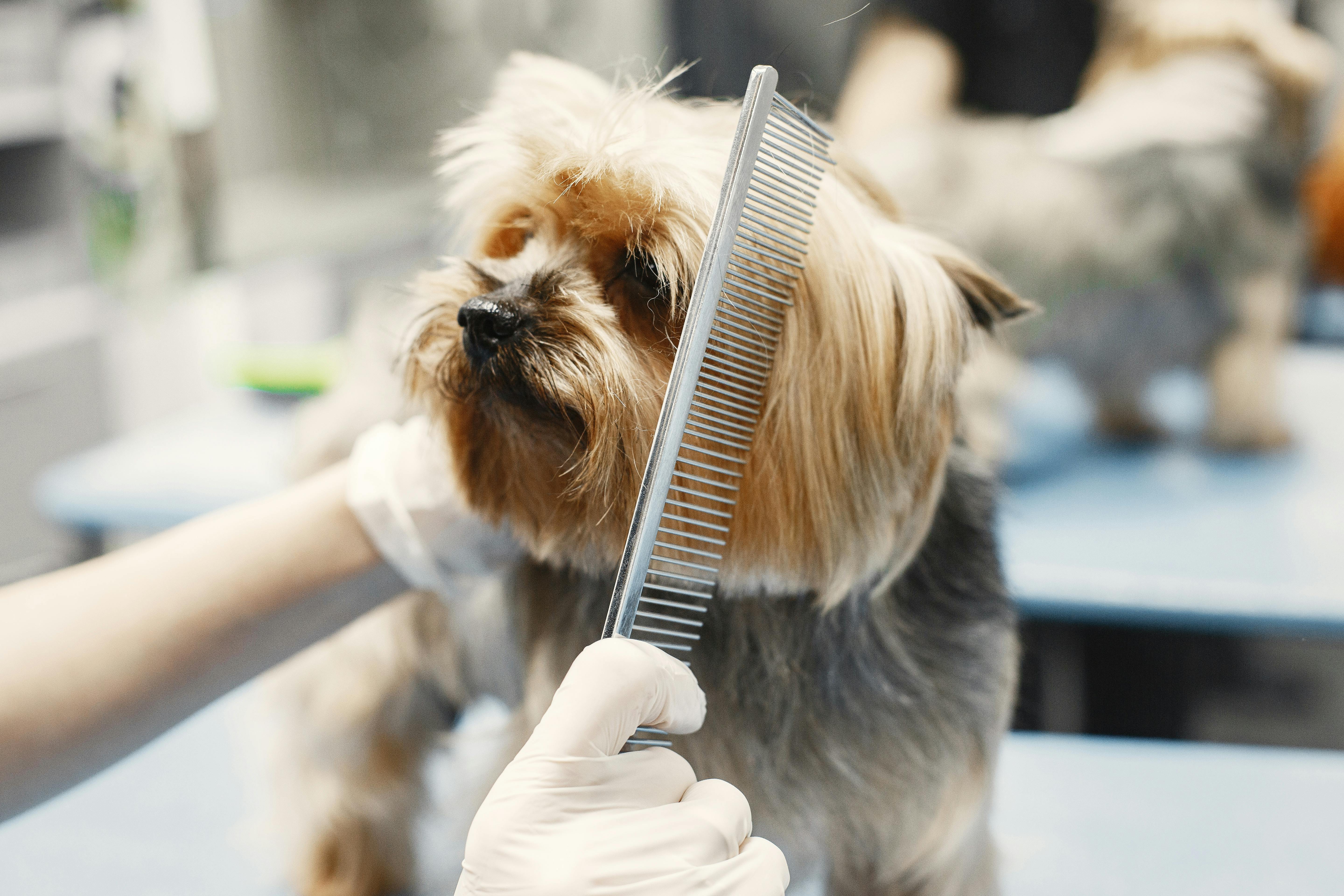 Professional pet grooming session with a happy dog receiving care