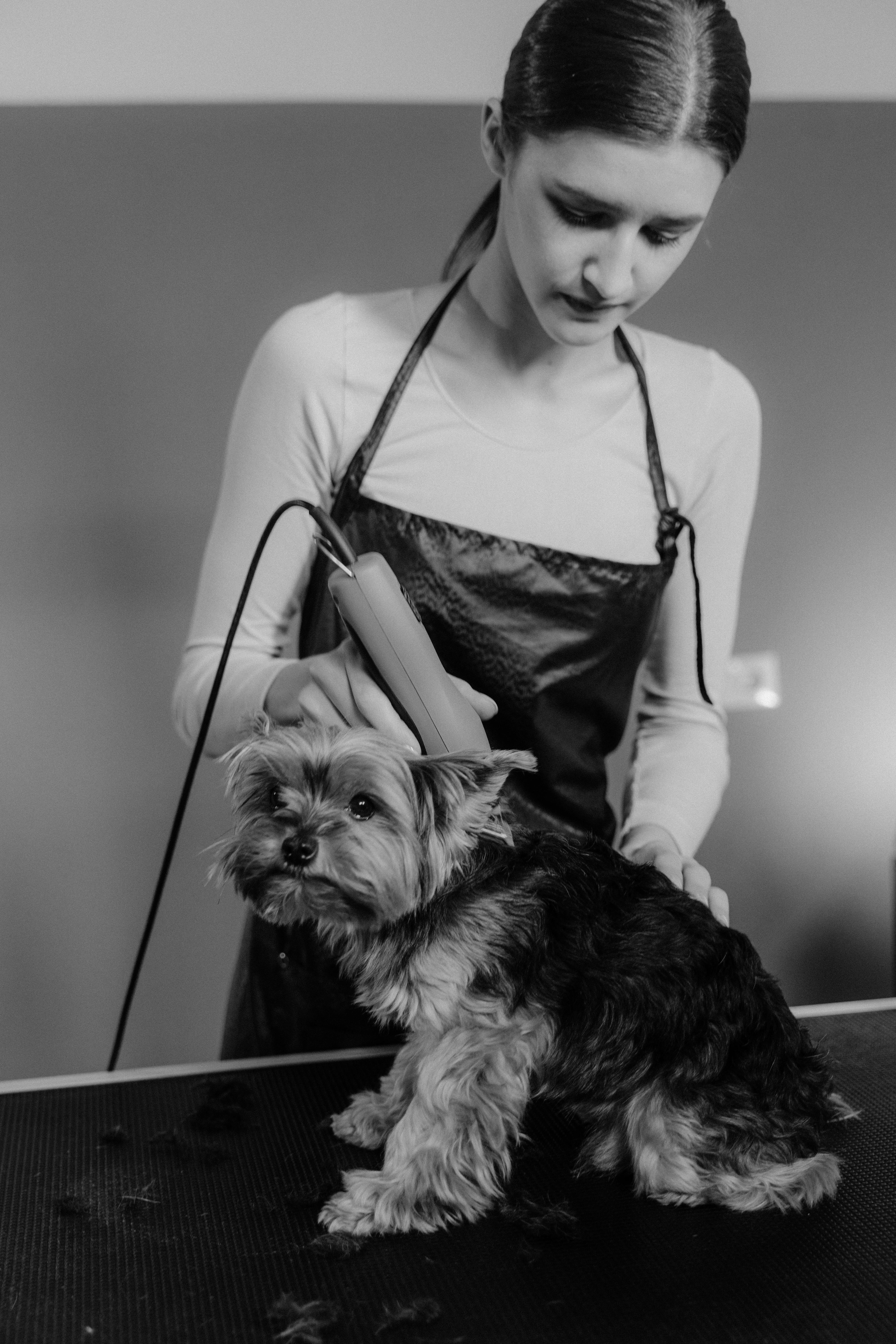 Teeth brushing service for a pet