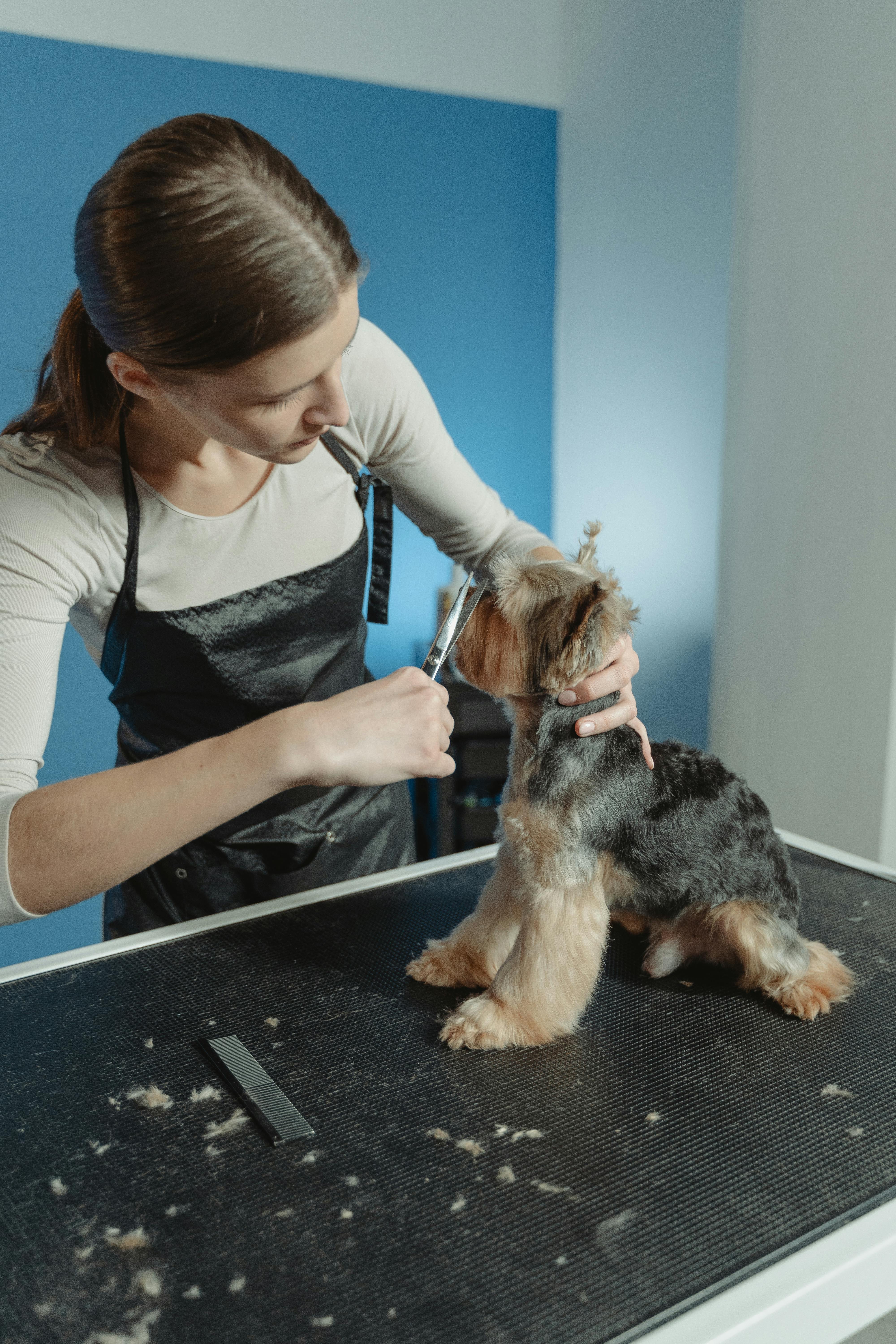 Pet receiving bath and brush treatment